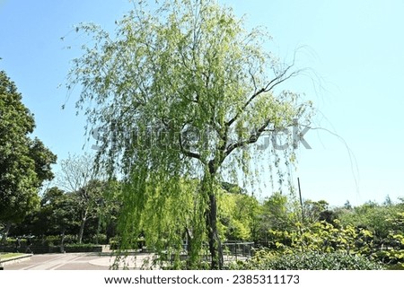 Weeping Willow ( Salix babylonica ) tree. Salicaceae Dioecious deciduous tree. Used as a park tree or street tree and planted near water.