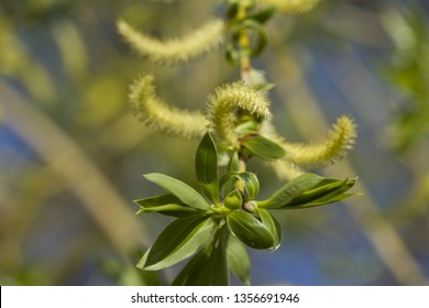 Weeping Willow Seeds Spring Time Stock Photo 1356691946 | Shutterstock