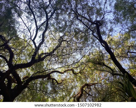 The weeping willow, the shrub with trunks, branches and leaves, widely used in urban projects, of species originating in China. In the background a beautiful blue sky