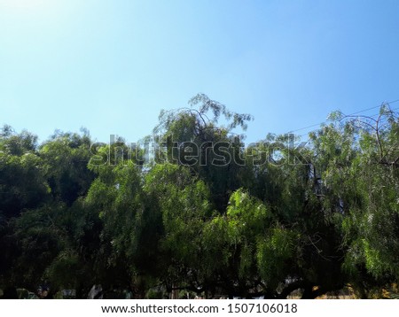 The weeping willow, the shrub with trunks, branches and leaves, widely used in urban projects, of species originating in China. In the background a beautiful blue sky