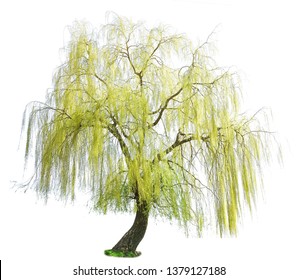 weeping willow in spring isolated on a white background. weeping willow isolate on a white background. White Willow (Salix Alba) isolated on white background
