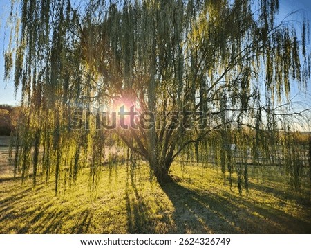 Weeping Willow with sunset shining through