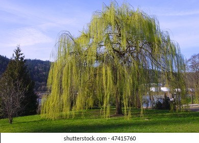 A Weeping Willow Tree.