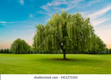Weeping willow tree against beautiful colored sky and green grass