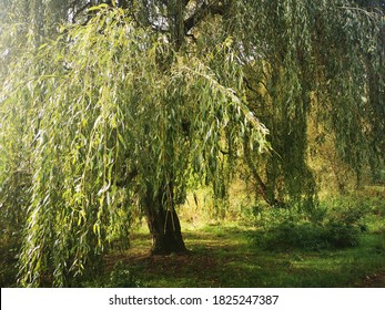 Weeping Willow Tree, Barclay Park, Hertfordshire, UK