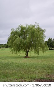 Weeping willow tree in a field