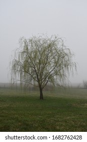 Weeping Willow Tree In A Foggy Field