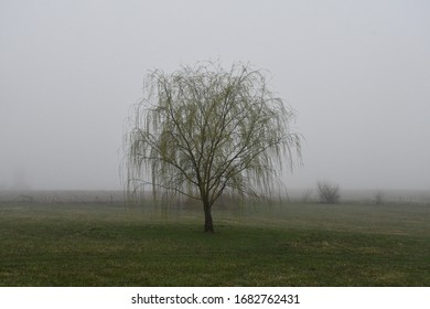 Weeping Willow Tree In A Foggy Field