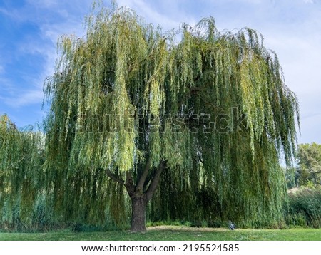 A weeping willow tree in front of a deep blue sky surrounded by deep green meadow and a railroad track