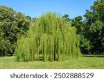 Weeping willow tree hanging branches
