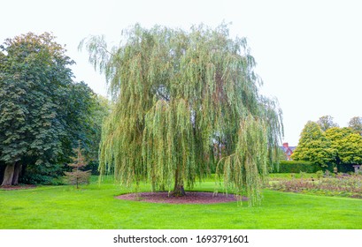 Weeping willow tree also known as Babylon willow on the background green grass - Belfast, Northern Ireland