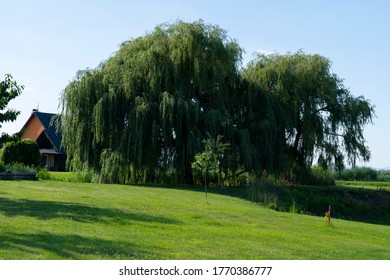 Weeping Willow Tree Also Known As Babylon Willow Or Salix Babylonica. Green Grass. House In The Background.