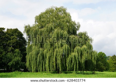 weeping willow tree also known as Babylon willow or salix babylonica                               