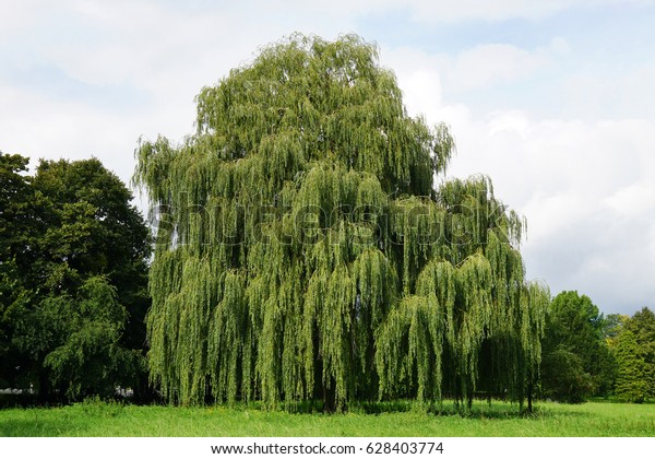weeping willow tree also known as\
Babylon willow or salix babylonica                              \
