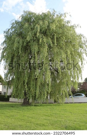 Weeping willow tree also known as Salix babylonica UK