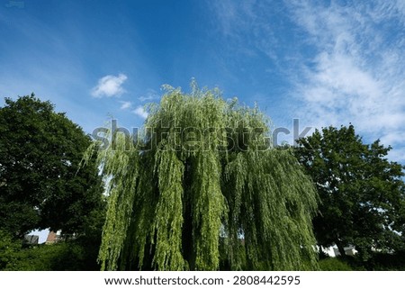 Weeping willow tree with long, drooping branches and lush green leaves, silhouetted against a vibrant blue sky with scattered white clouds. The tree stands prominently in a park