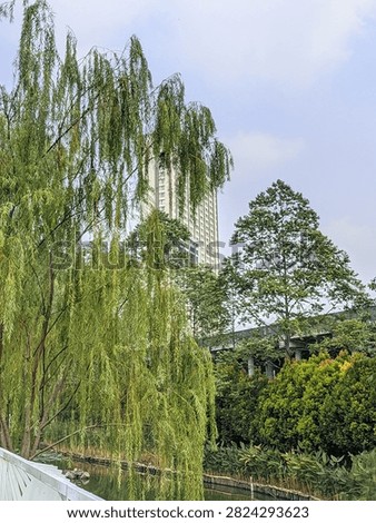 A weeping willow tree with long drooping branches stands near a calm riverbank under a bright daylight sky.