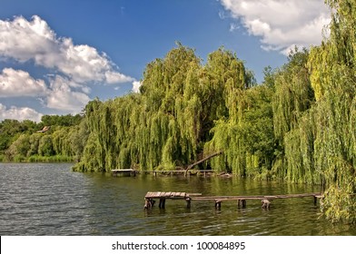 Weeping Willow Tree On The Bank Of A River In The Summer.