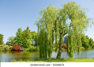 Weeping Willow Tree On The Bank Of A River In The Summer