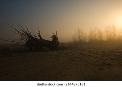 Weeping willow tree on the beach landscape, urooted tree on the sand on a beach in sunrise, foggy morning. Wisła river, weepng willow tree.