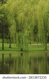 Weeping willow tree schenectady new york 