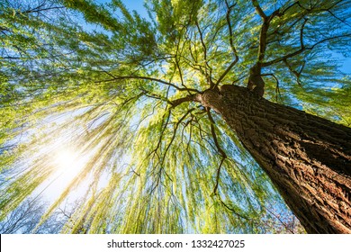 Weeping Willow Tree In Spring With Golden Sun Shining Through The Branches