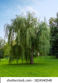 Weeping willow tree in summer park. Salix babylonica or Babylon willow tree.