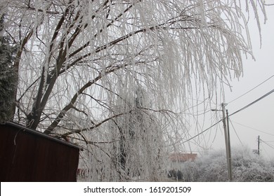 weeping willow tree in the winter - Powered by Shutterstock - Get 15% off with code: PIKWIZARD15