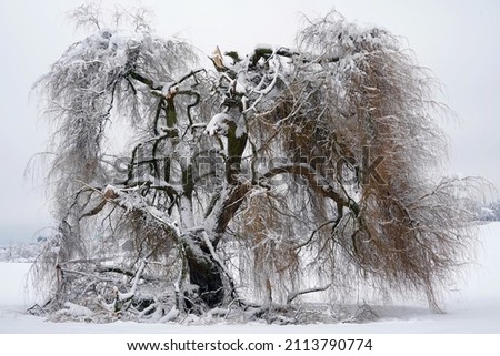 winter break Willow tree