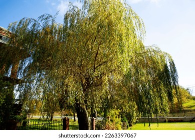 Weeping Willow Tree in the Yard
