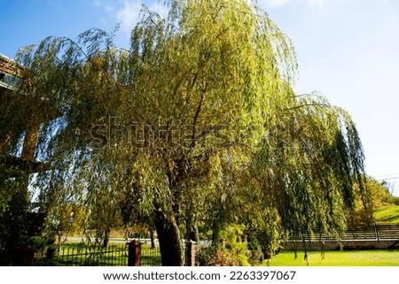 Weeping Willow Tree in the Yard