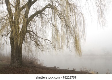 Weeping willow tree with yellow branches in early spring overhangs a misty lake. Horizontal with copy space.