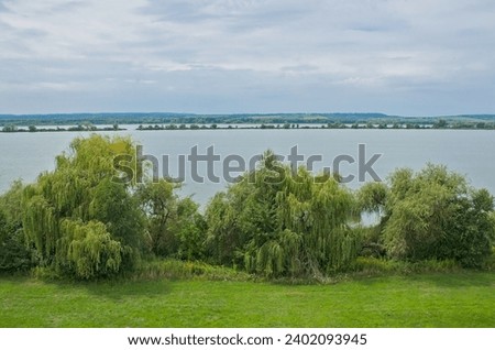 weeping willow trees along Kis-Balaton lake, Hungary