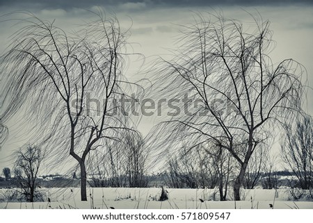 Similar – Foto Bild Winterliches Stoppelfeld