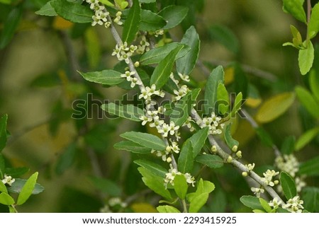 Weeping yaupon holly flowers. Blooms in May. Aquifoliaceae evergreen tree. The leaves are rich in caffeine and have been used in teas by Native Americans since ancient times.