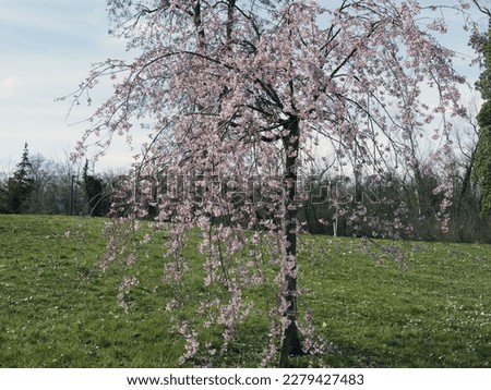 Weeping-cherry - Prunus x subhirtella 'Pendula Rosea - with pendulous branches covered of pink flowers and drooping rosy-pink buds under a blue sky in early spring
