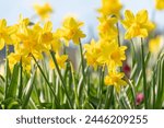 Weesen, Switzerland, March 22, 2024 Lovely daffodil flowers in a little park at the coast of the lake Walensee in spring time