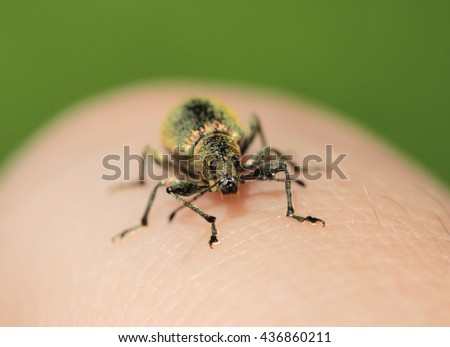 weevil is crawling on a hand.