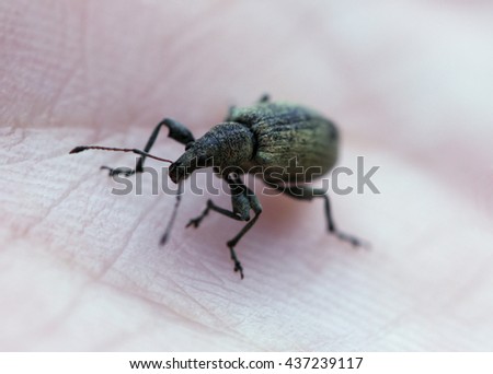weevil is crawling on a hand.