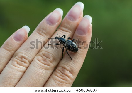 weevil is crawling on a woman hand close up