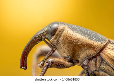 Weevil insect high resolution and magnification extreme macro with orange background from macro photography  - Powered by Shutterstock