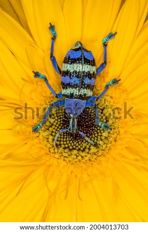 Weevil known as Eupholus magnificus from New Guinea