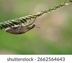 Weevil on Grass Stem: Macro Close-up of Curculionidae Insect on Green Blade in Nature
