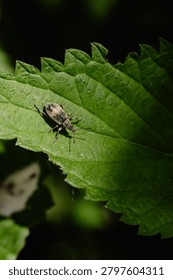Weevil on a sunlit leaf