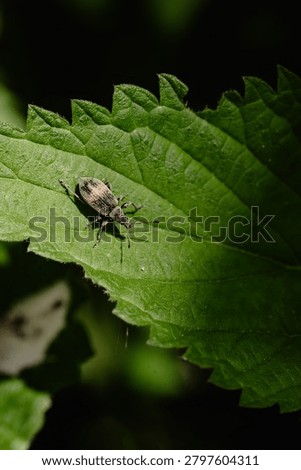 Weevil on a sunlit leaf
