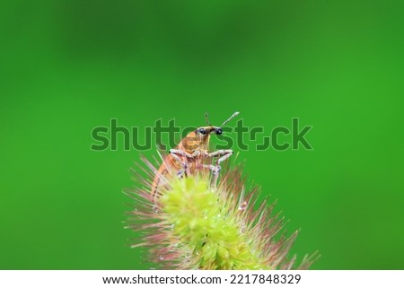 Similar – Image, Stock Photo earth bee Nature Plant