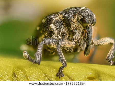 Weevil sitting on a leaf