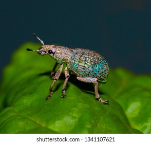 Weevil. From Family Curculionidae (Snout And Bark Beetles)