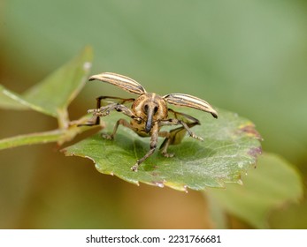 weevil takeoff to fly from leaf