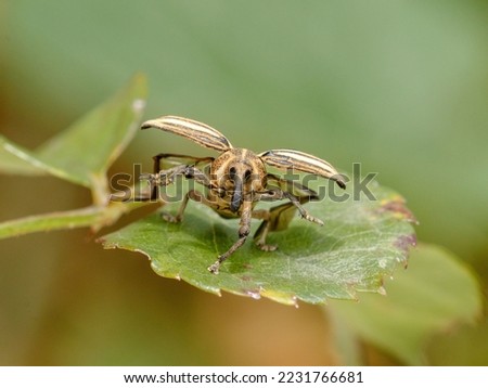 weevil takeoff to fly from leaf